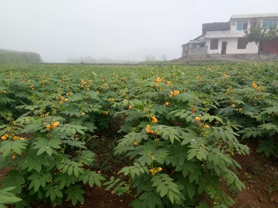 湖北恩施富硒草本咖啡基地