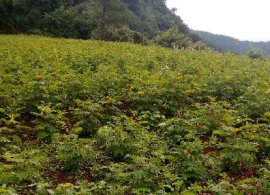 桃源五冠山富硒草本咖啡种植基地(二)