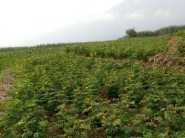 桃源漆河富硒草本咖啡种植基地(一)