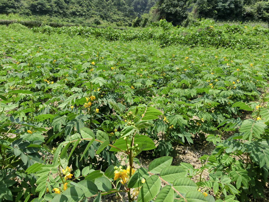 武陵区黄爱村富硒草本咖啡种植基地(三)